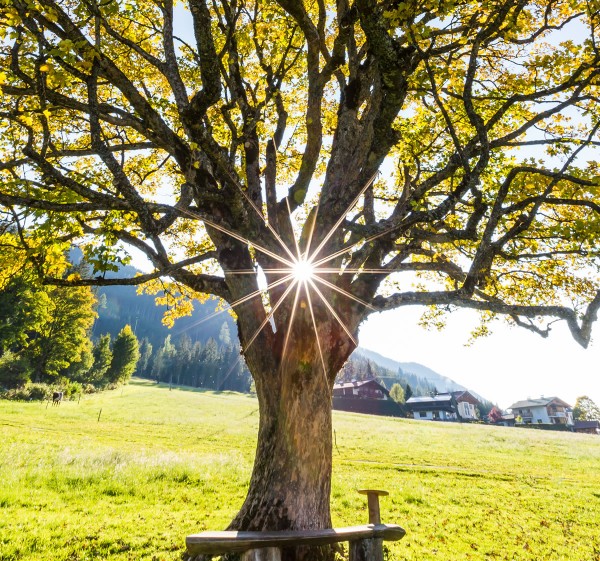 Baum mit Bank © Tourismusverband Filzmoos